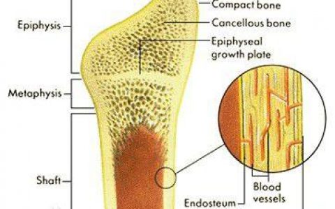 Nat. Mater.：骨骼中纳米级的复合结构决定它的强度和抗损性能