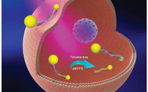 顶刊动态 | Nature子刊/Nano Lett. 等生物材料最新学术进展汇总【第19期】