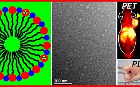 顶刊动态 | Nature子刊/AM/JACS/ACS Nano等生物材料最新学术进展汇总【第16期】