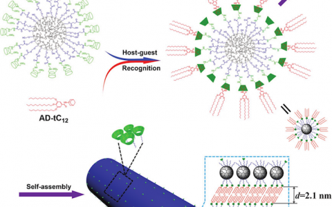 Adv. Funct. Mater. 上海交大:超分子的分层自组装行为