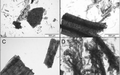 高效提取纯木质素不再是梦!共熔溶剂带你实现