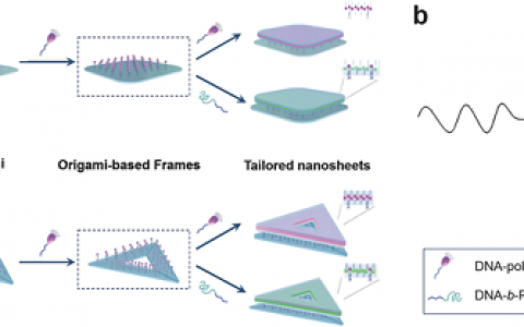 Adv. Mater.：清华研究者利用折叠DNA实现双亲性分子在水溶液中的二维自组装
