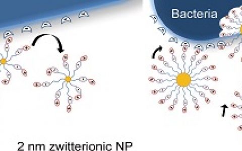 ACS Nano：内核尺寸及配体结构调控的两性纳米颗粒抗菌剂