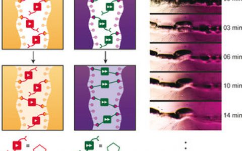 顶刊动态 | Nature子刊/Angew/Macromolecules等高分子材料前沿最新科研成果精选【第18期】