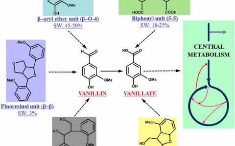 朴实无华木质素,华丽转身变高大上化学品