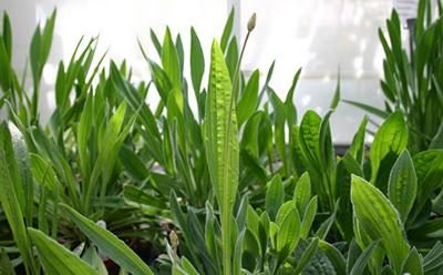 Plantago-lanceolata.jpg_SIA_JPG_fit_to_width_INLINE-400x248