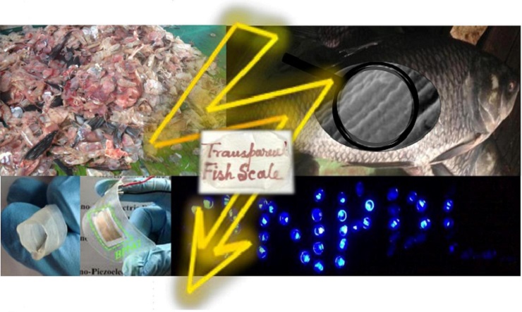 fishbiowaste