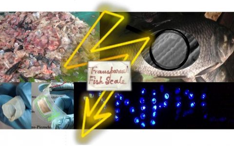 那边的吃鱼少年,鱼鳞留给我们做能量收集器吧!