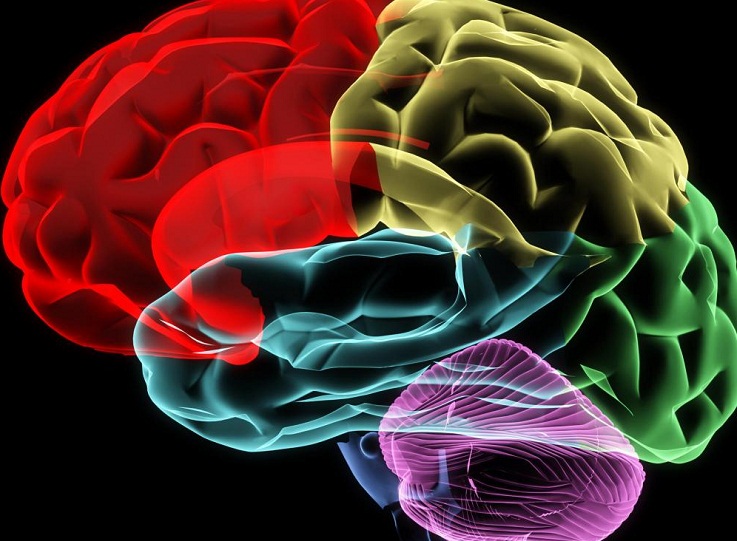 human-brain-zones