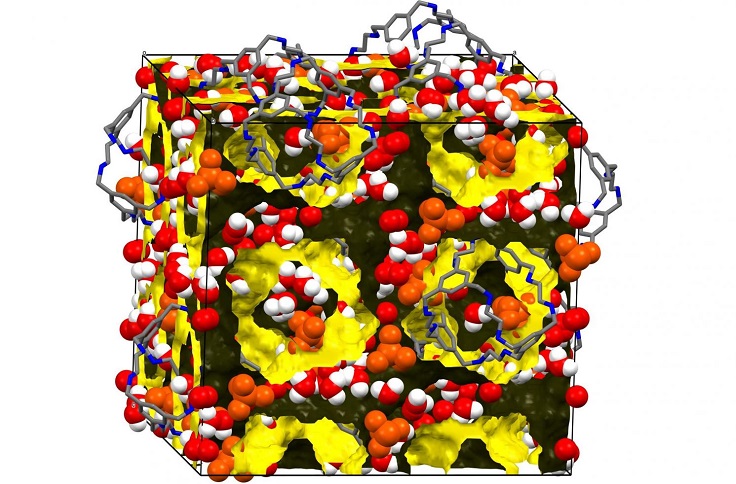 protondiffus