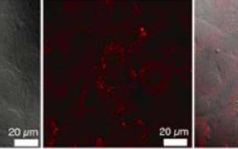 “生物光学窗”下的硅荧光材料