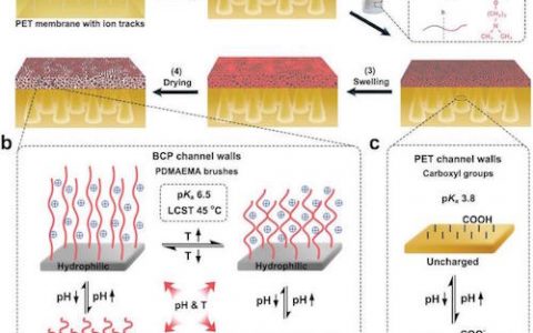 Adv. Mater. 中国科学院大学制备出不对称多功能非均匀膜