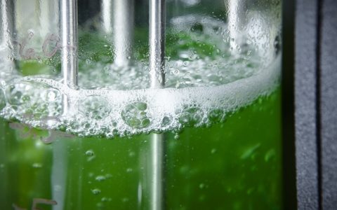 光合作用并未用尽洪荒之力