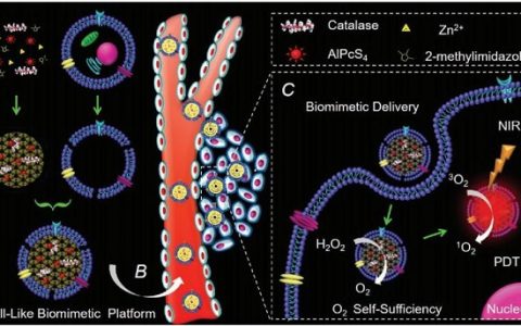 Adv. Funct. Mater. 自给氧气仿生纳米平台用于高精准光动力治疗