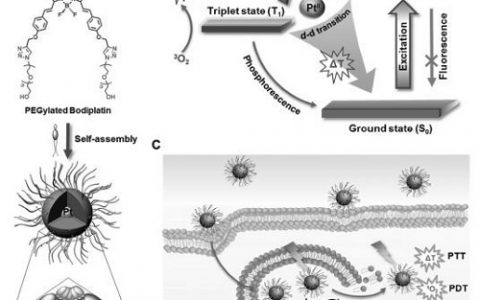 Adv. Mater. 苏州大学-双功能铂纳米粒子用于光诱导肿瘤消融