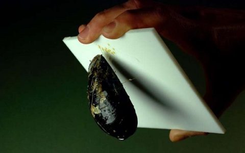 去掉贝壳的“黏钩”——新型环保无毒型船舶防污技术上线