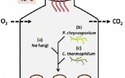 无需燃烧、更环保的取暖方式——真菌分解
