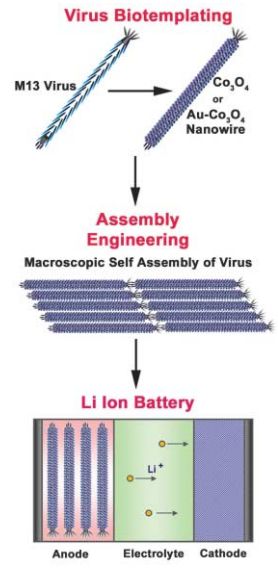 virus 1