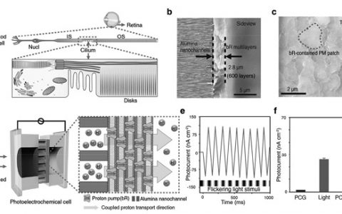 Adv.Mater. 仿生噬菌调理素/氧化铝纳米通道杂化系统中的光电频率响应