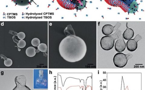 复旦Angew. Chem. Int. Edit.：化学不对称的SiO2纳米瓶的制备及在运输载体/纳米反应器/纳米马达上的应用