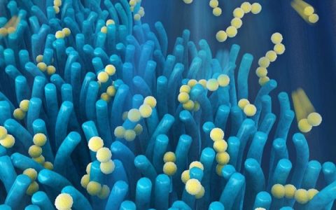 敲黑板啦!源于人体肠道的灵感,高性能电池横空出世