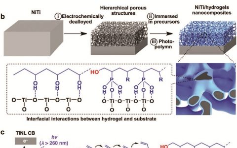 Adv. Mater. 北航研发具有抗生物淤积表面的层状多孔NiTi/水凝胶纳米复合材料