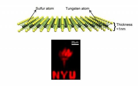 高性能单层二硫化钨