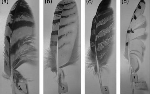 猫头鹰——涡轮机降噪的缪斯之神