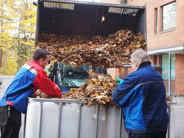 Autumn leaves