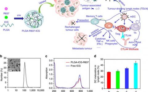 苏州大学Nature子刊:纳米粒子光热治疗辅助免疫疗法对肿瘤的高效治疗