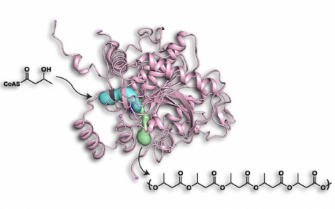 酶，开启可降解塑料之门
