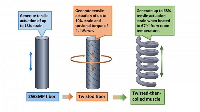 rd1611_artificial_muscle