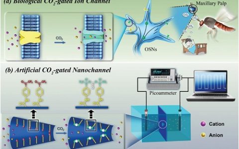 Adv. Mater.：受蚊子嗅觉神经元启发的一种由CO2驱动的人造离子开关