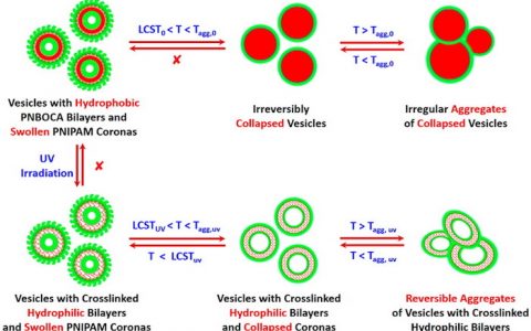 Macromolecules：人造“细胞”纳米囊泡及药物释放的应用研究