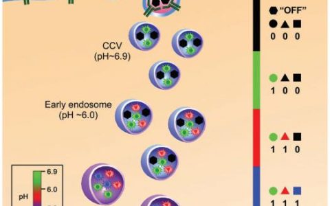 Adv. Mater.:超灵敏纳米探针以单细胞器的分辨率数字化细胞器内的pH值