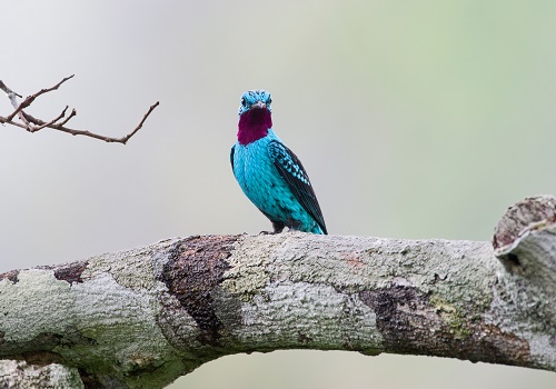 C8XDBA Plum-throated Cotinga Cotinga maynana Norther Amazon River Basin Peru