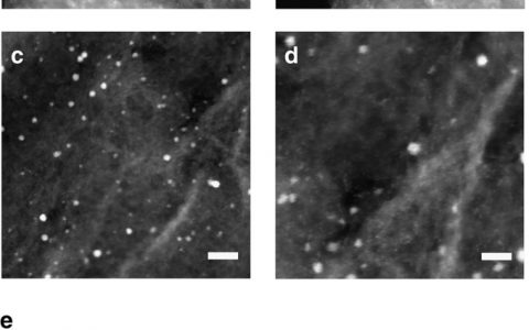 Nature子刊.: 铂单原子和纳米簇催化氢析反应