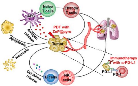 JACS: 光动力疗法与免疫检查点阻断疗法协同作用治疗乳癌