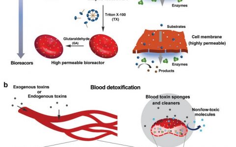 Adv. Mater.:细胞转换为高效的微反应器应用于血液解毒