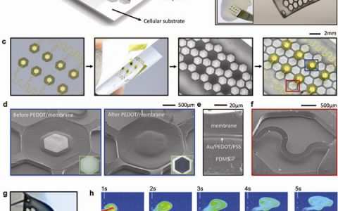 Adv. Funct. Mater.：基于柔性电子学中开放蜂窝状轻薄弹性衬底的化学传感系统