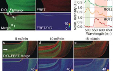 Angew. Chem. Int. Ed. :通过FRET成像实时监测纳米颗粒的形成