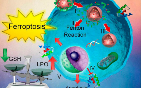 Nano Lett.:细胞凋亡转向铁死亡-金属有机网络用于高效的抗癌治疗