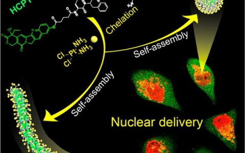 JACS.:超分子“特洛伊木马”用于双抗癌药物的原子核递送