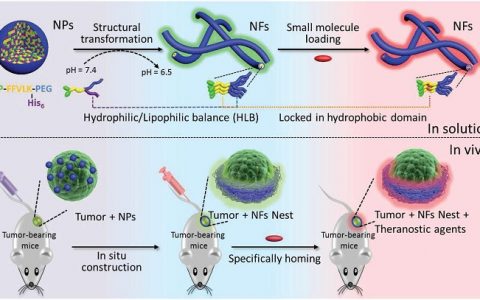 Adv. Mater. :肿瘤微环境触发的生物材料自组装在诊断治疗上的应用