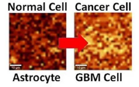 石墨烯又添新功能——癌细胞探测
