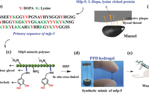 Adv. Funct. Mater.：南京工业大学-贻贝启发制得具有强韧组织锚点和抗感染性的仿生ɛ-聚赖氨酸水凝胶