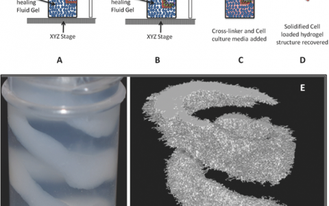 Adv. Mater.:生物结构的悬浮制造