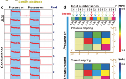 Adv. Mater. :高分辨触觉成像用超灵敏二维ZnO压电子晶体管阵列