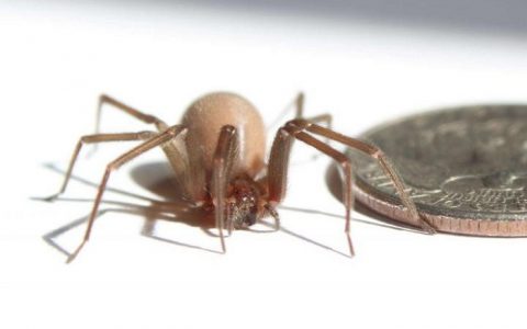 致命蜘蛛独特的织网技术启发新型高强度材料发展