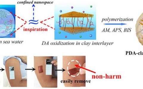 ACS Nano:纳米粘土介导仿贻贝超强持久自粘附水凝胶